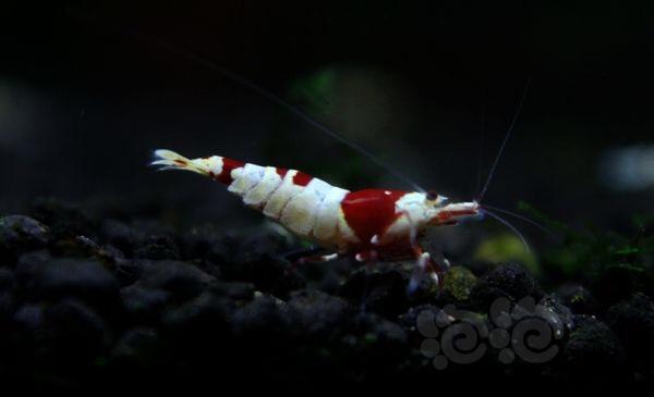 【虾】2016-10-15#RMB拍卖纯血红白水晶虾2只-图2