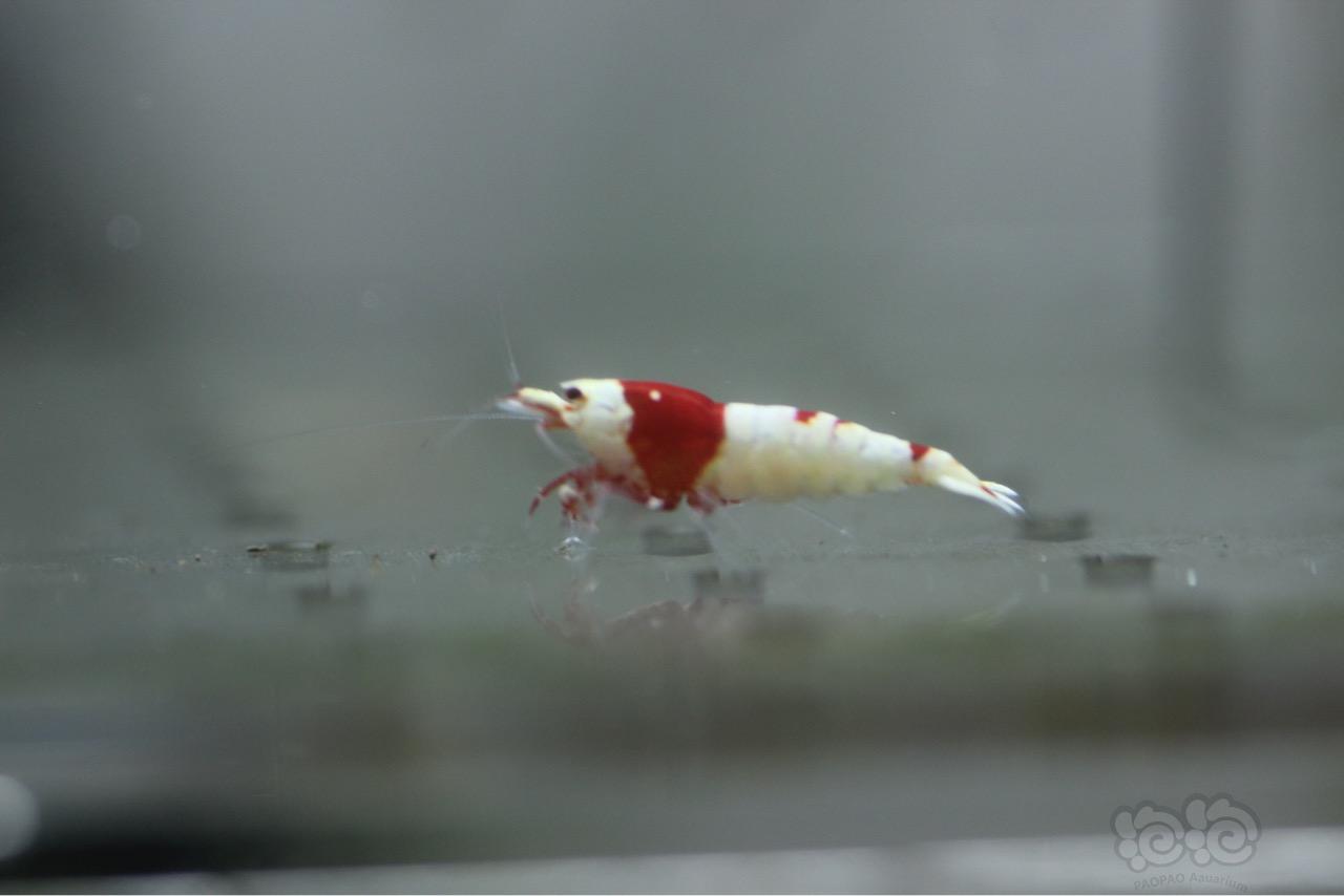 【虾】2016-10-19#RMB拍卖红白8只-图6