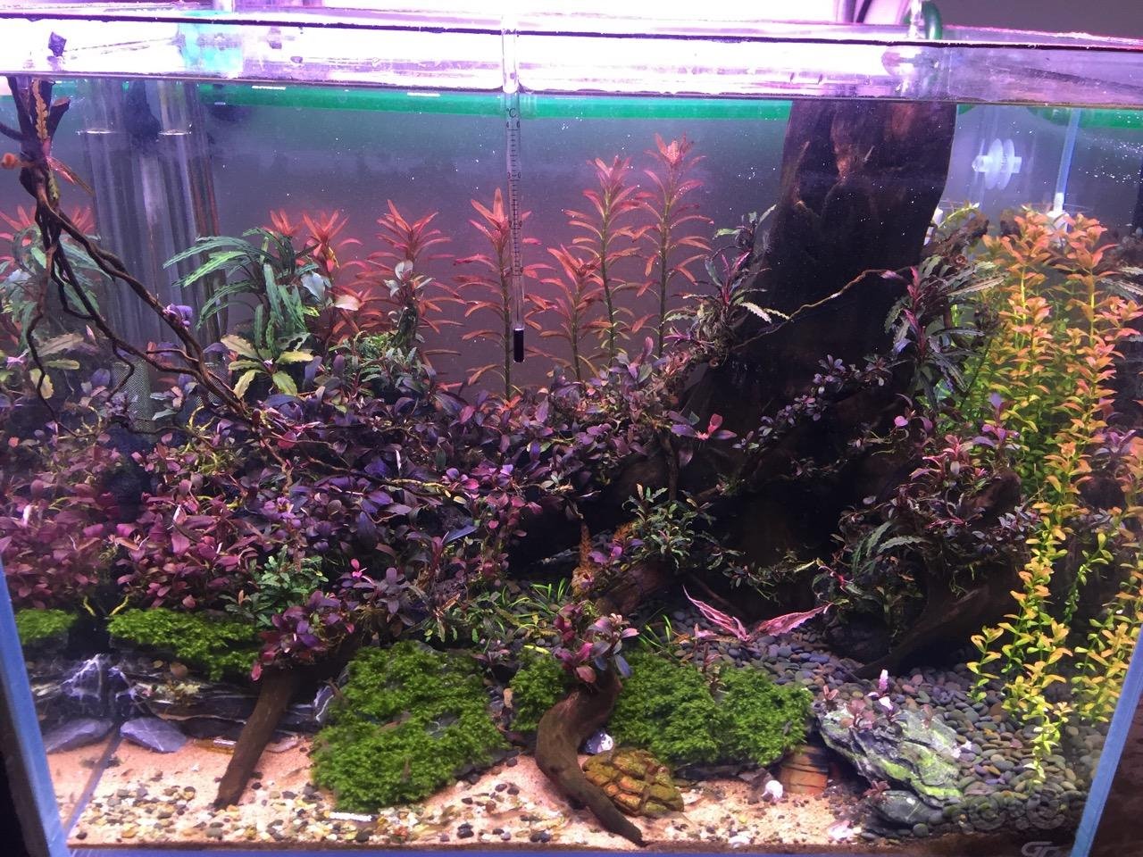 我这个缸苏虾能活多久