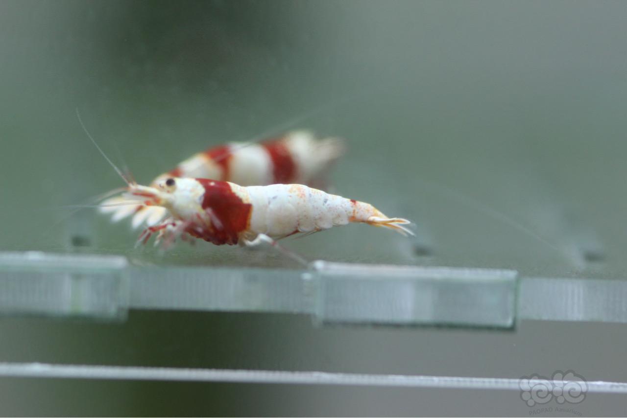 【虾】2016-10-08#RMB拍卖红白水晶虾2只-图1