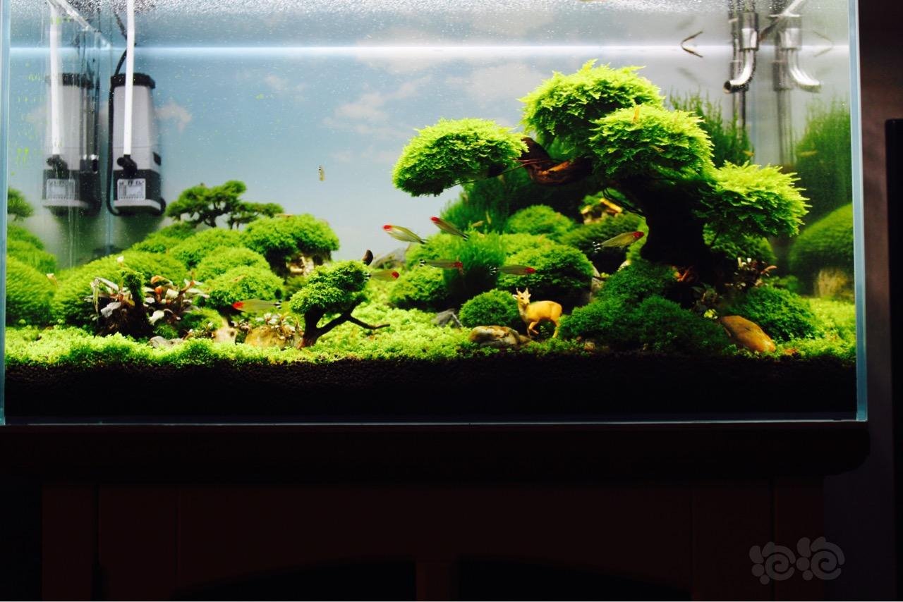 水草造景和种植 莫斯太厚,下面已经烂了,准备拆掉改景,记录下最后的