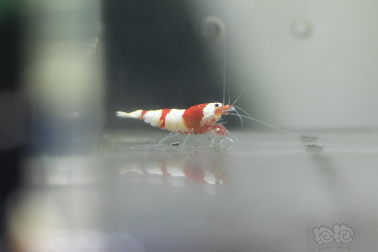 【虾】2016-10-19#RMB拍卖红白8只-图3