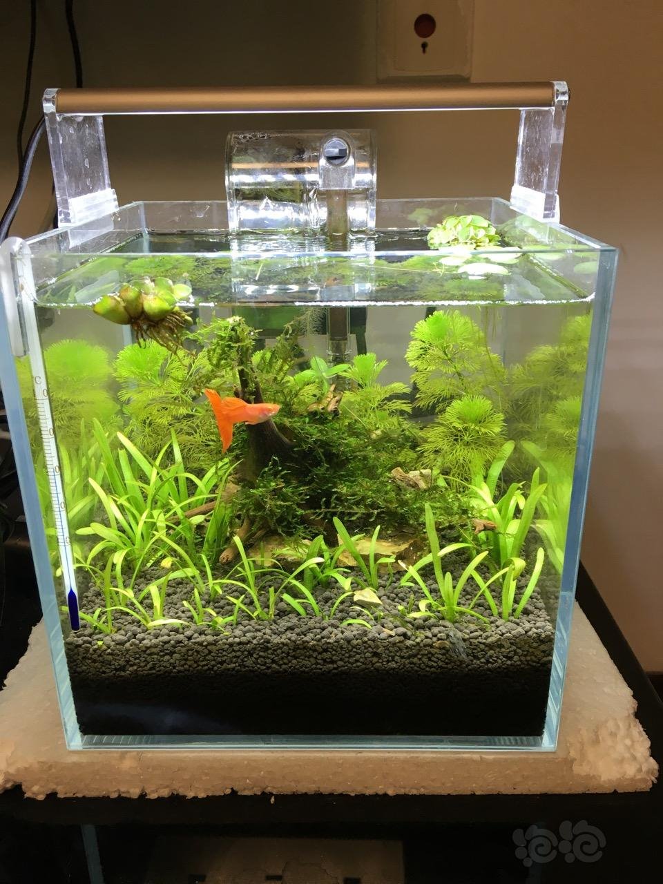 家里最小的小号缸