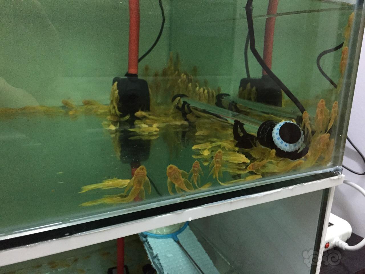 【异型】黄黄黄谁告诉我台湾鱼和我的有区别？-图1