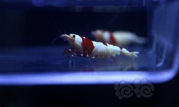 【虾】2016-10-14#RMB拍卖纯血红白水晶虾3只-图2