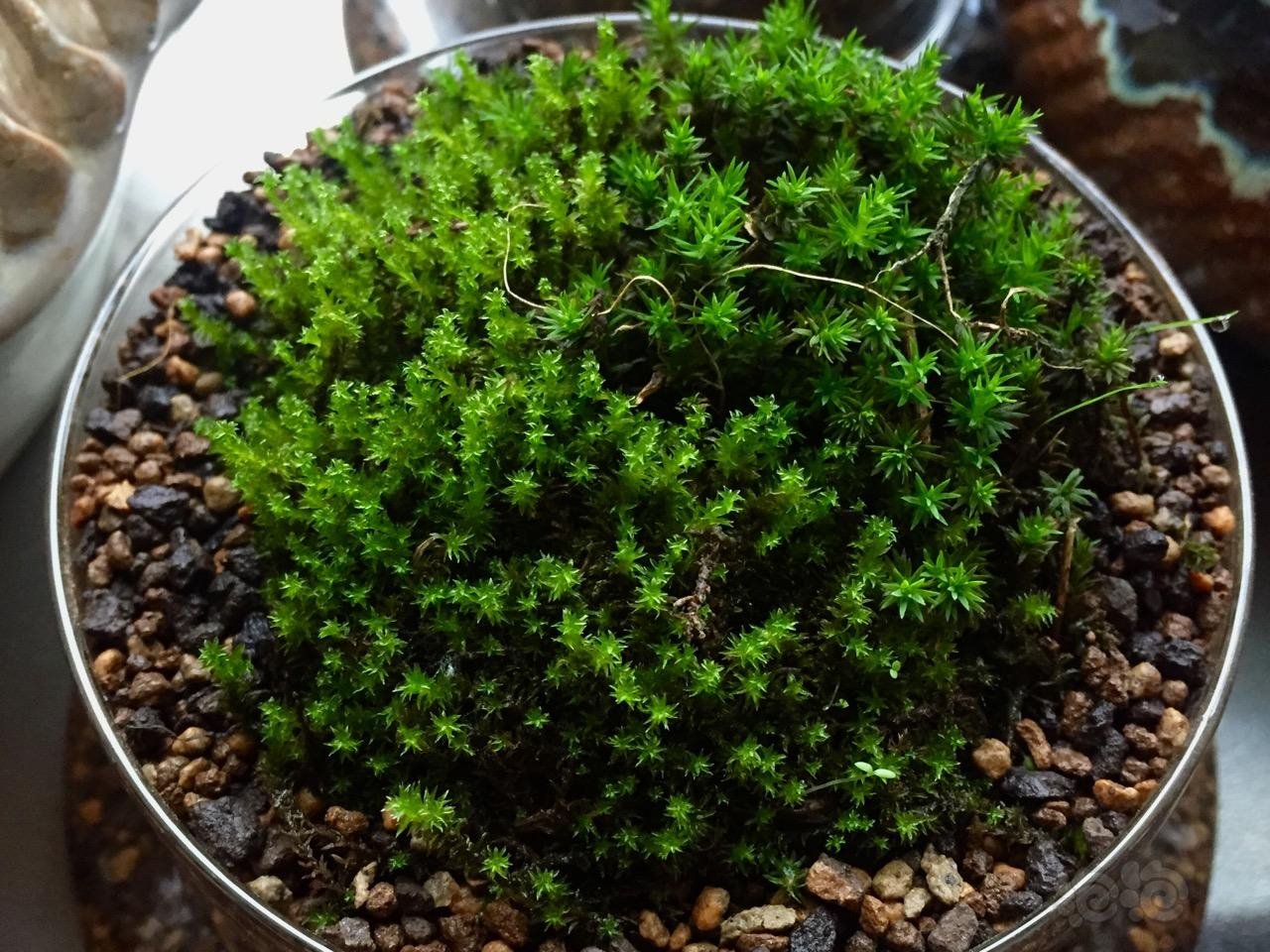 两种星星藓对比