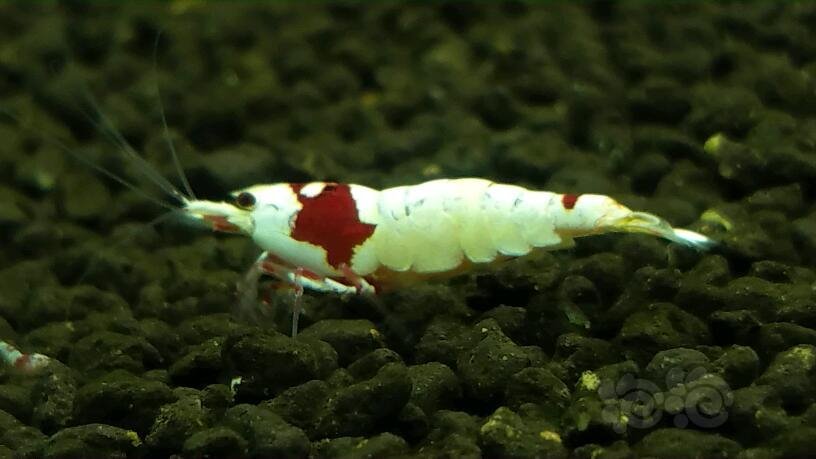 2016-10-28#rmb拍卖纯血红白水晶虾公虾2只