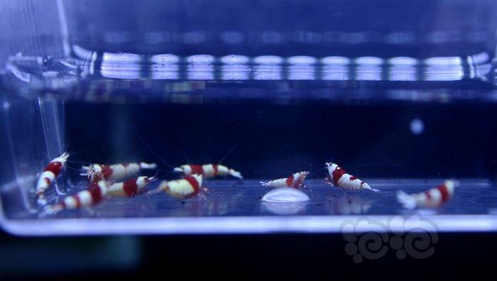 【虾】2016-10-11#RMB拍卖纯血红白水晶虾10只-图1