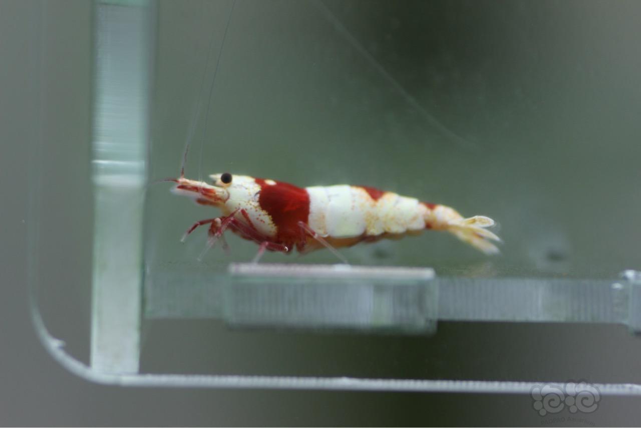 【虾】2016-10-08#RMB拍卖红白水晶虾2只-图3