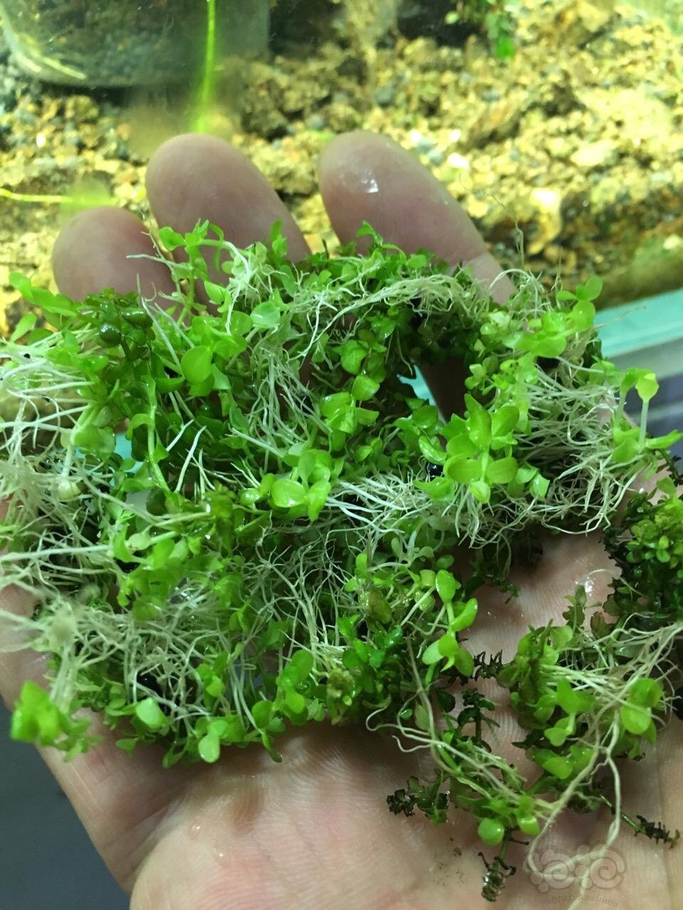 爬地矮珍珠长这样是什么原因?