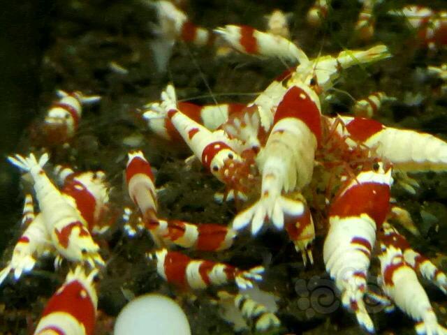 出红白纯血水晶虾-图3