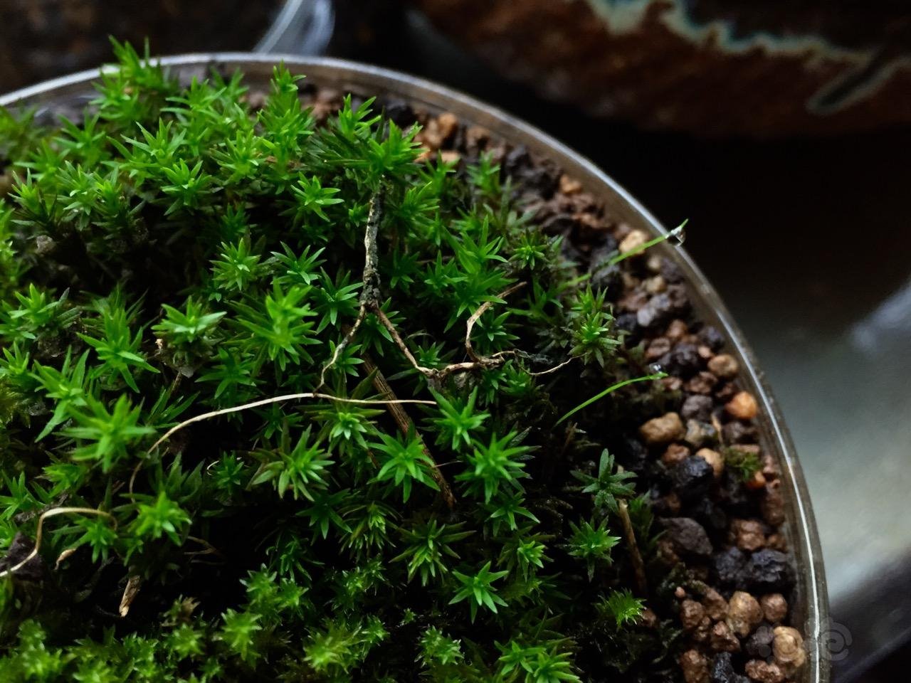 两种星星藓对比