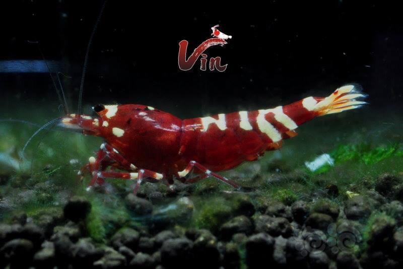 [Vin]賞虾...29 Oct. 2016-图2