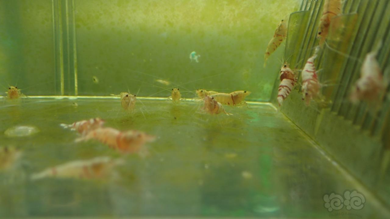 出虎晶公虾 很特别-图4