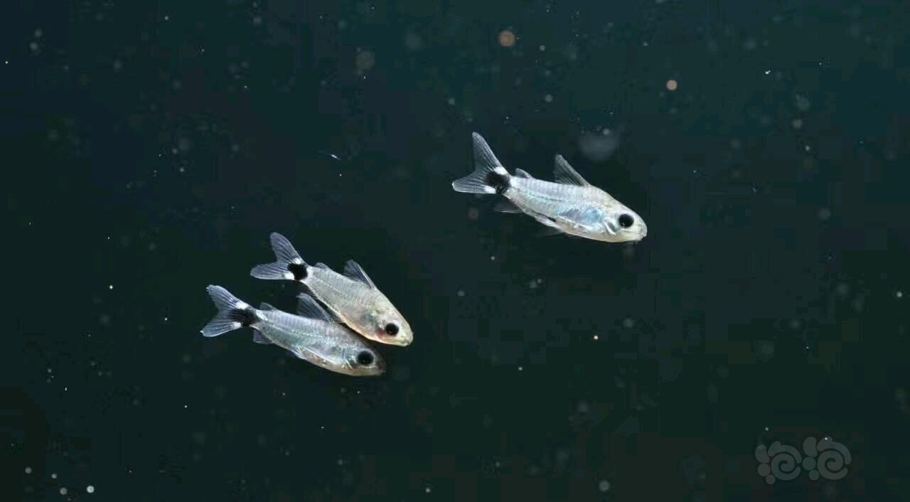 鼠鱼月光鼠月光鼠