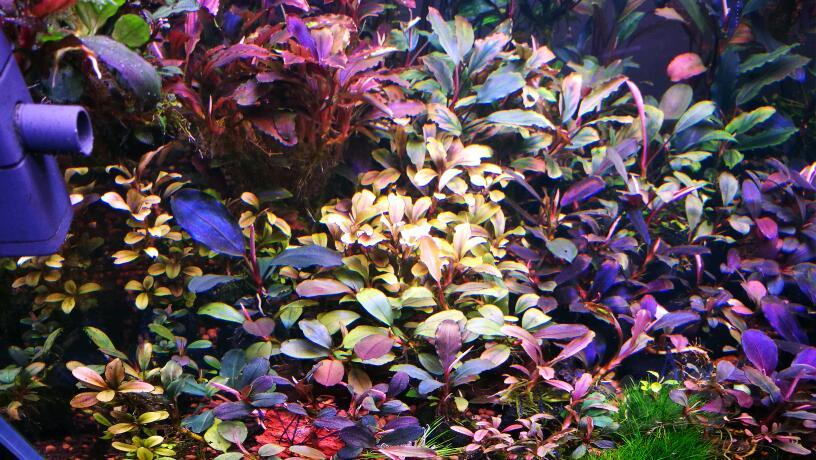 红黄蓝绿紫美在秋天-图1