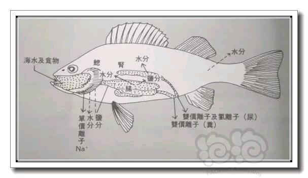 【技术论坛】浅谈鱼类的渗透压调节机制-图3
