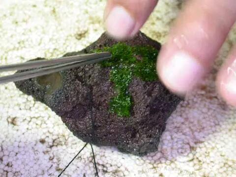 【技术论坛】巧绑珊瑚moss-图5