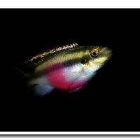 短鲷 技术论坛 短鲷之星皇冠棋盘鲷 泡泡水族