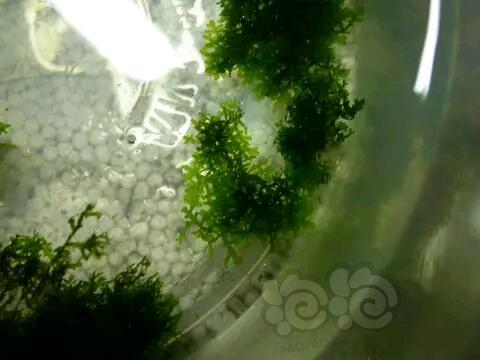 【技术论坛】巧绑珊瑚moss-图3