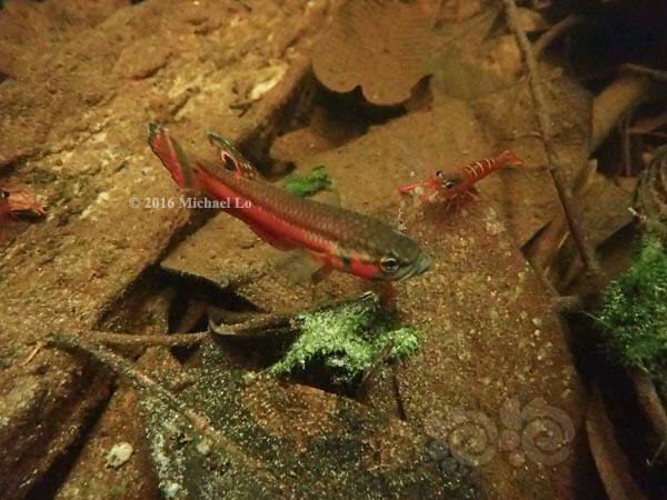国外博客看到的虾，很漂亮——红沼虾-图2
