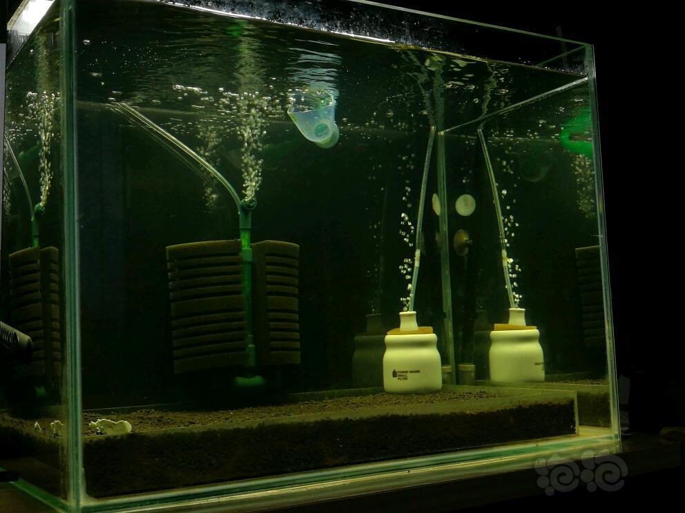 暴藻实验，第三天培藻，入缸第二天的水色-图2