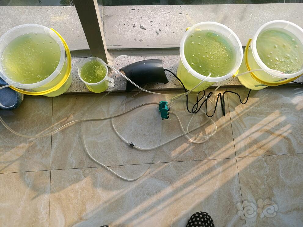 暴藻实验，第三天培藻，入缸第二天的水色-图1