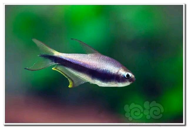 技术论坛王者之气蓝色帝王灯的饲养与繁殖