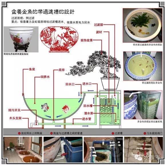 【金鱼】【技术论坛】古法养金鱼，中国国粹-图5