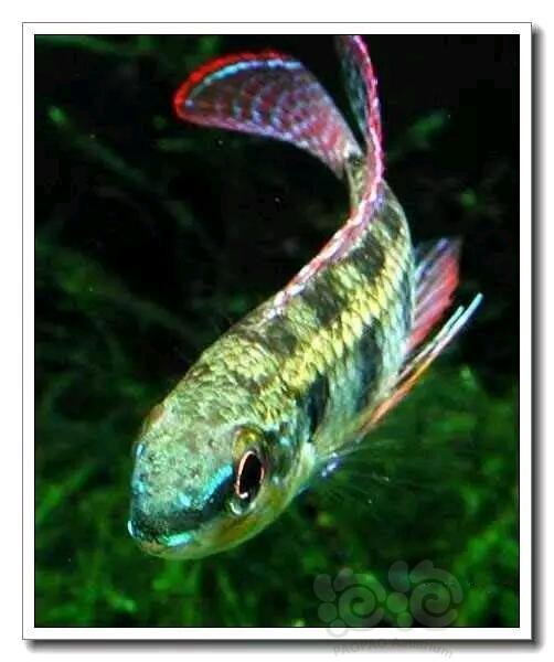 短鲷 技术论坛 短鲷之星皇冠棋盘鲷 泡泡水族