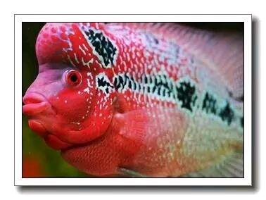 技术论坛罗汉鱼发色不好的几个解决方法