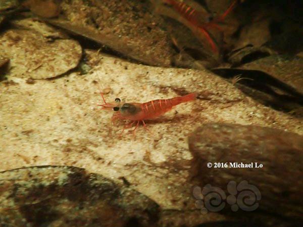 国外博客看到的虾，很漂亮——红沼虾-图1