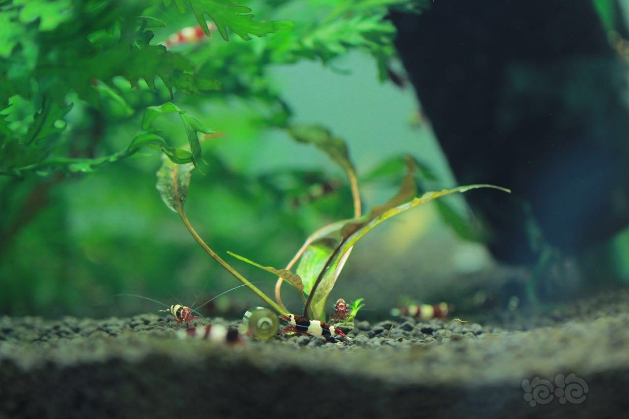 【科举大赛】水晶虾的养殖-图4
