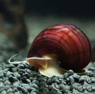 【技术论坛】观赏螺的饲养--转载-图5