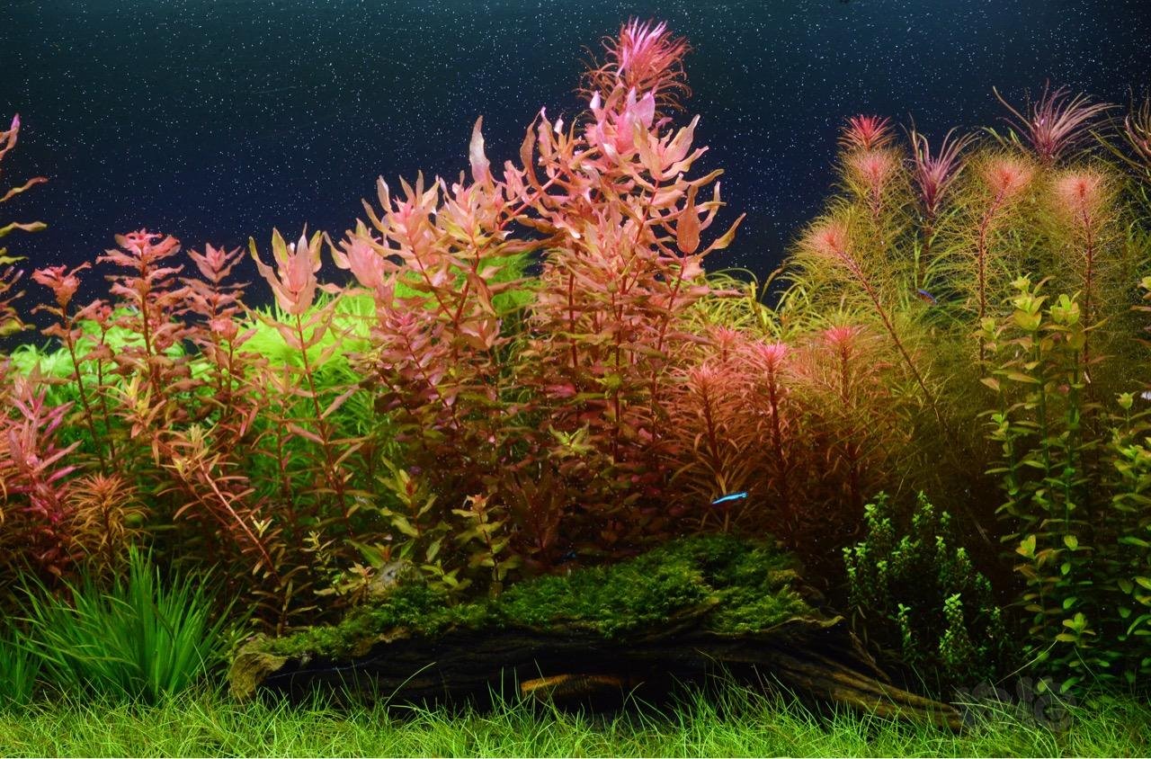 出售阳性水草