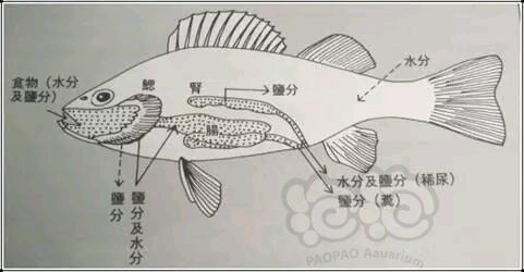 【技术论坛】浅谈鱼类的渗透压调节机制-图2