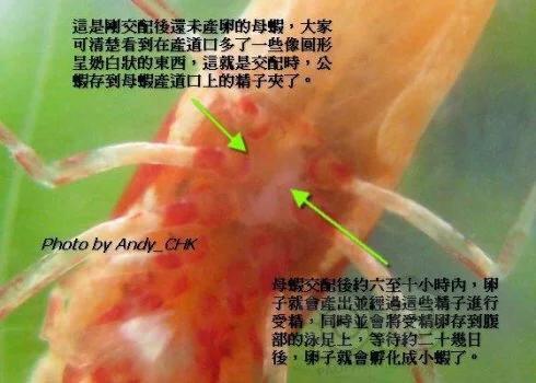 【技术论坛】水晶虾交配产卵详细说明-图3