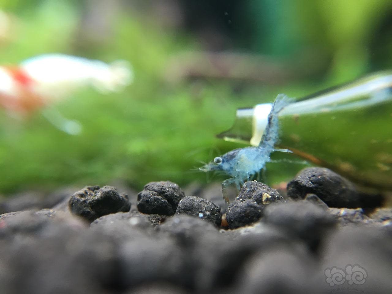 科举大赛特萨努侏儒螯虾的饲养经验