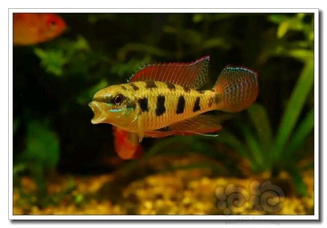 短鲷 技术论坛 短鲷之星皇冠棋盘鲷 泡泡水族