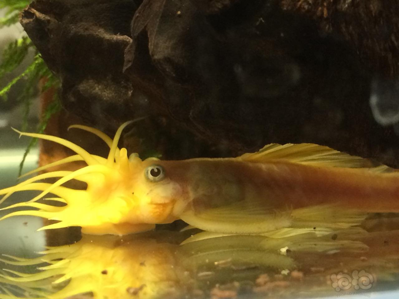 鼠鱼请教个换水的问题