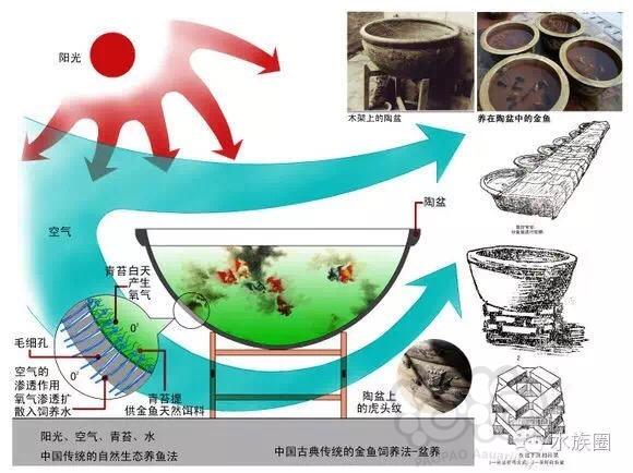 【金鱼】【技术论坛】古法养金鱼，中国国粹-图4
