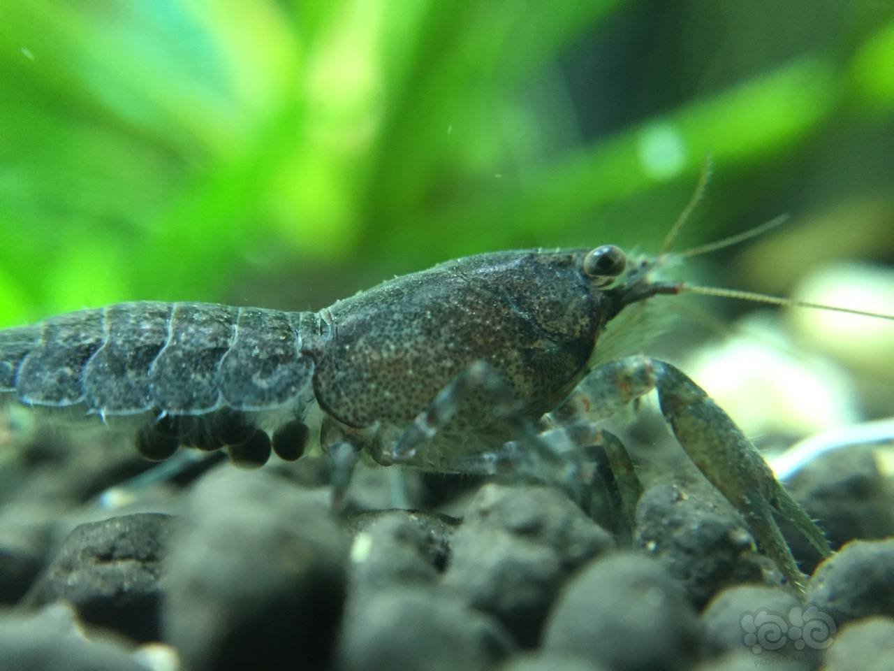 【科举大赛】特萨努侏儒螯虾的饲养经验-图2