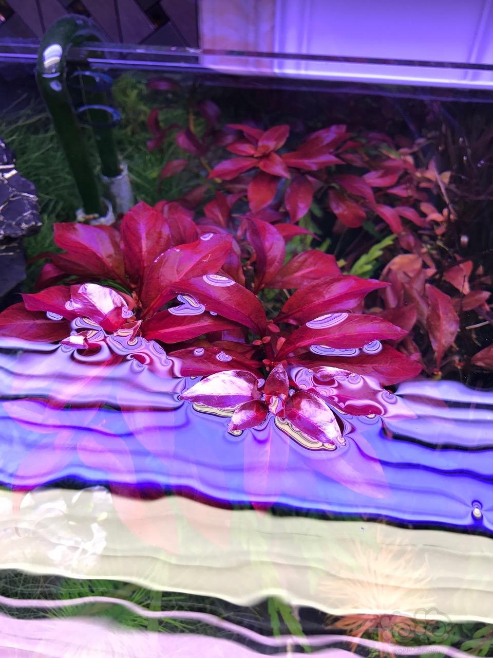 出自养鲁宾叶底红状态看图