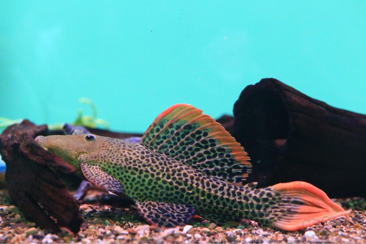 异型l600帝王血钻