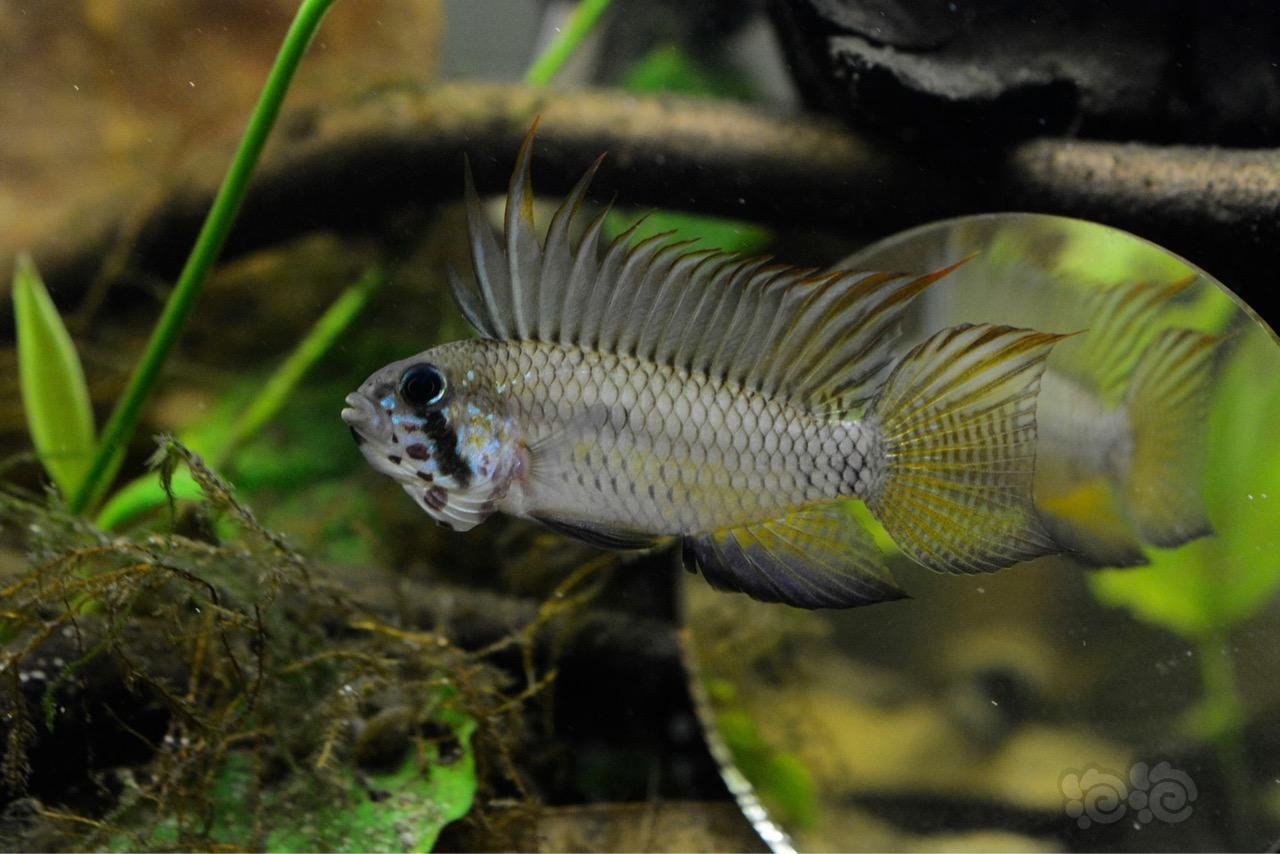 短鲷技术论坛白兰特短鲷到底有几种