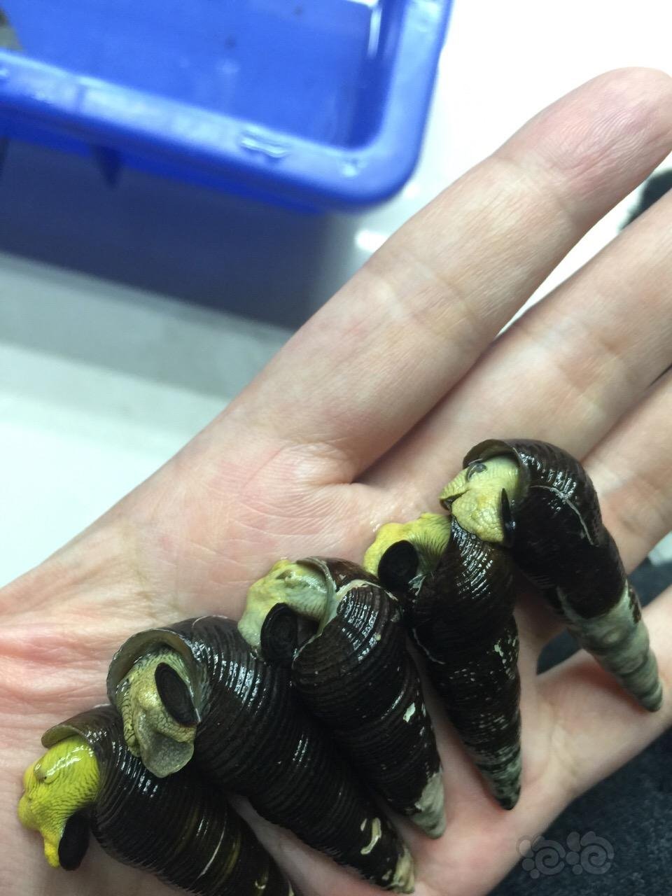 不太多见的苏螺挺好玩的橙须和金兔黄兔