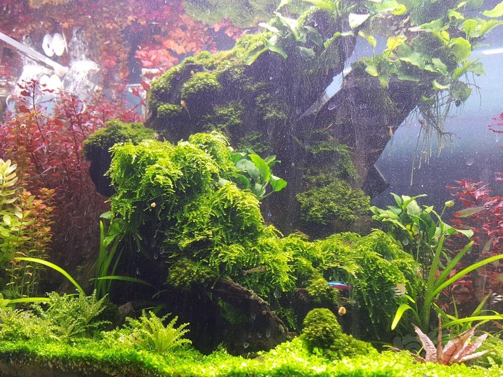 水草造景和种植 夕烧怎么老是容叶啊!