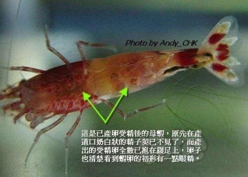 【技术论坛】水晶虾交配产卵详细说明-图4