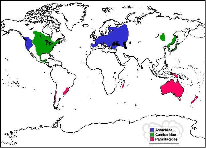 A属P属C属螯虾全球地理分布图-图1