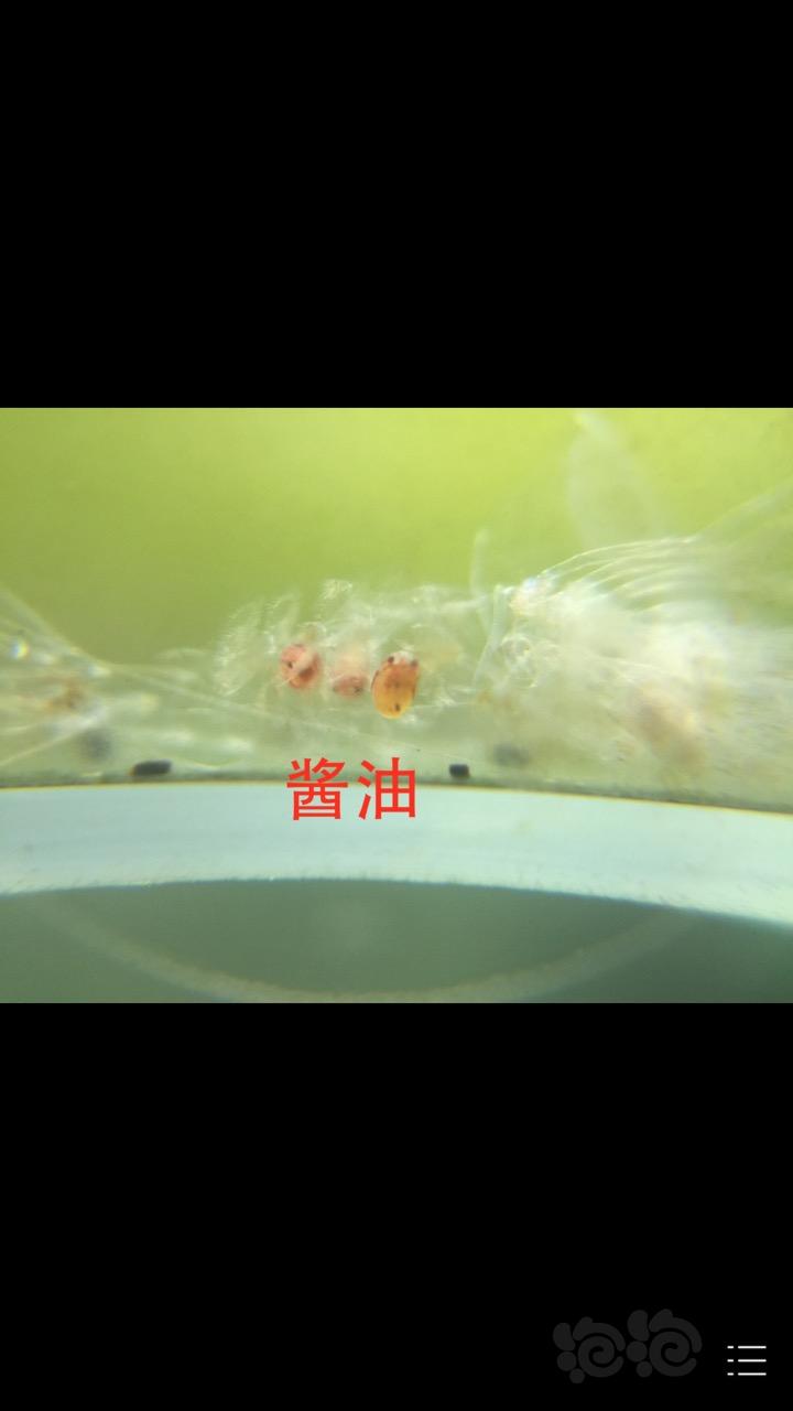 难得一见的图 虾米即将孵化的图-图1
